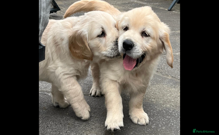 Golden Retriever dogs - Advert 15
