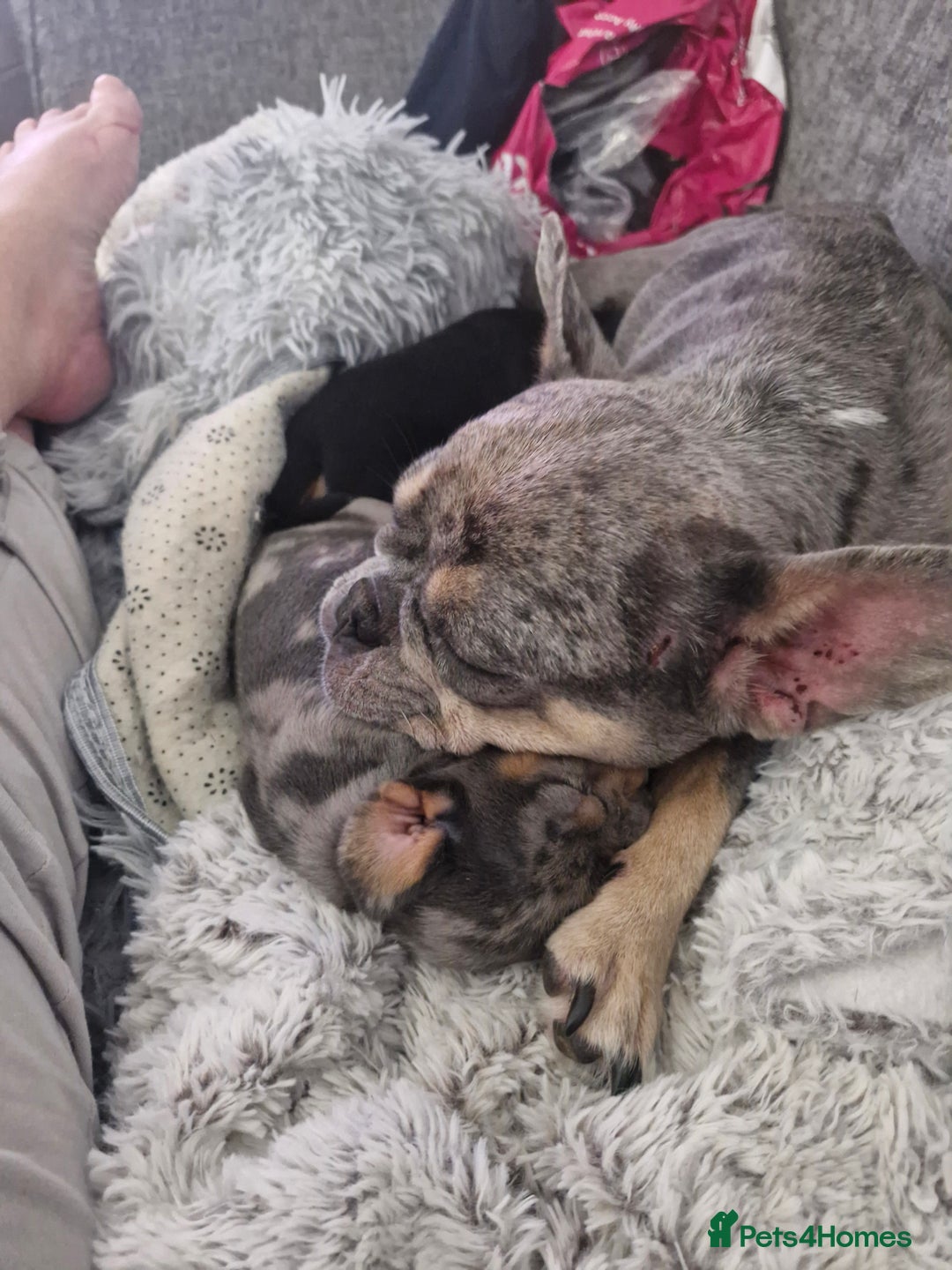 Mixed Breed dogs for sale: French Bull Wieners - Advert 12