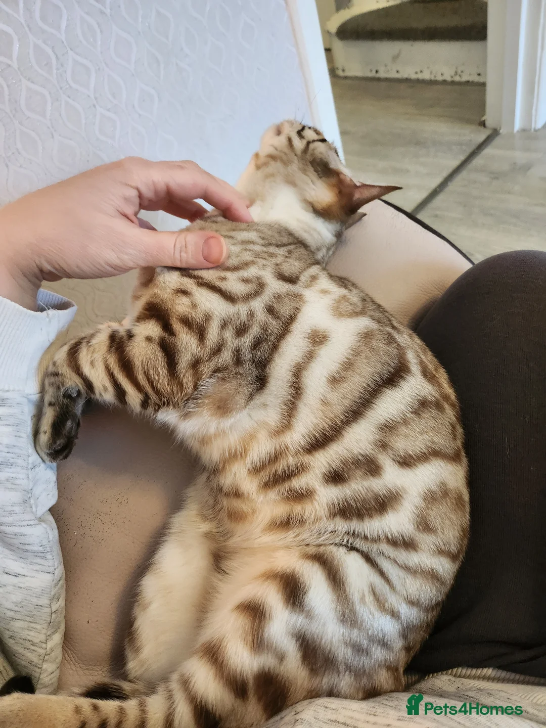 Bengal cats for stud: Proven Snow Bengal for studd in Southampton - Advert 4