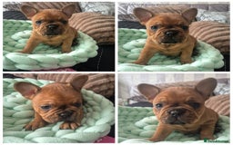 French Bulldog dogs for sale: KC Reg. French bulldogs looking for new home - Image 3
