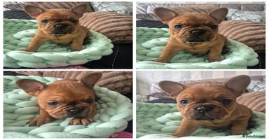 French Bulldog dogs - Advert 12