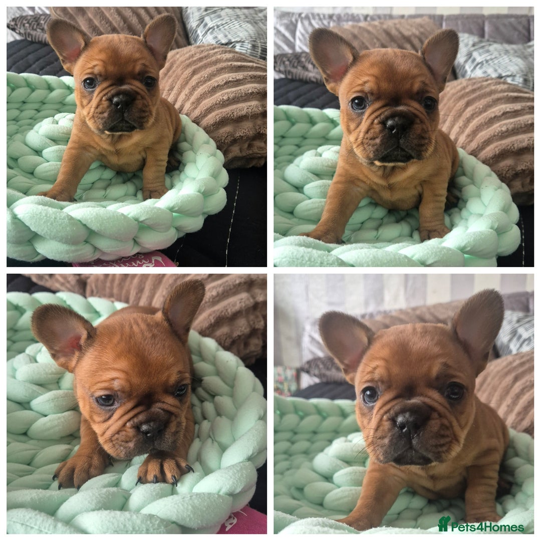 French Bulldog dogs for sale: KC Reg. French bulldogs looking for new home - Image 3