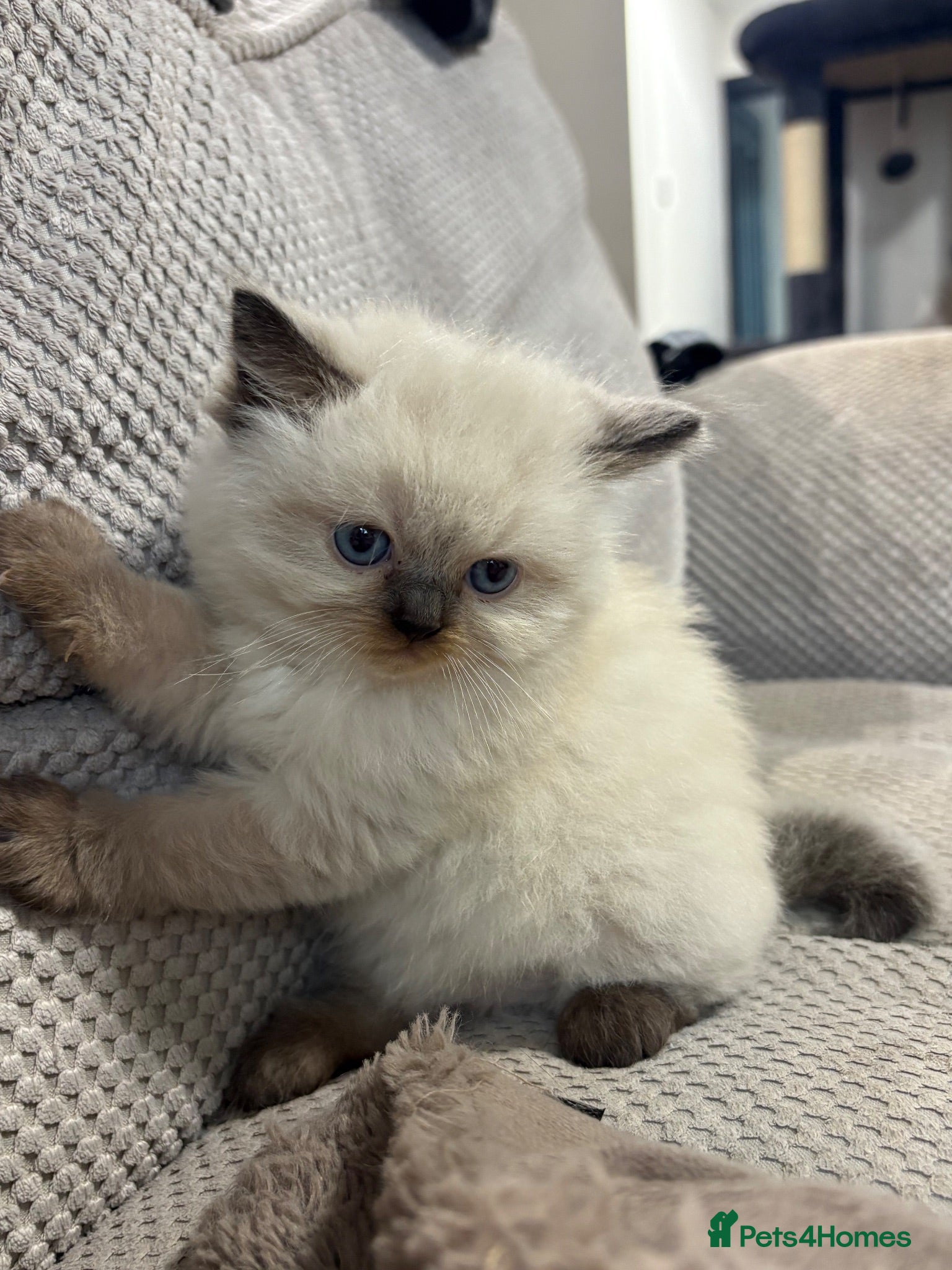 Ragdoll cats Ragdoll Siamese Mix Fluffy Kittens - Advert 6