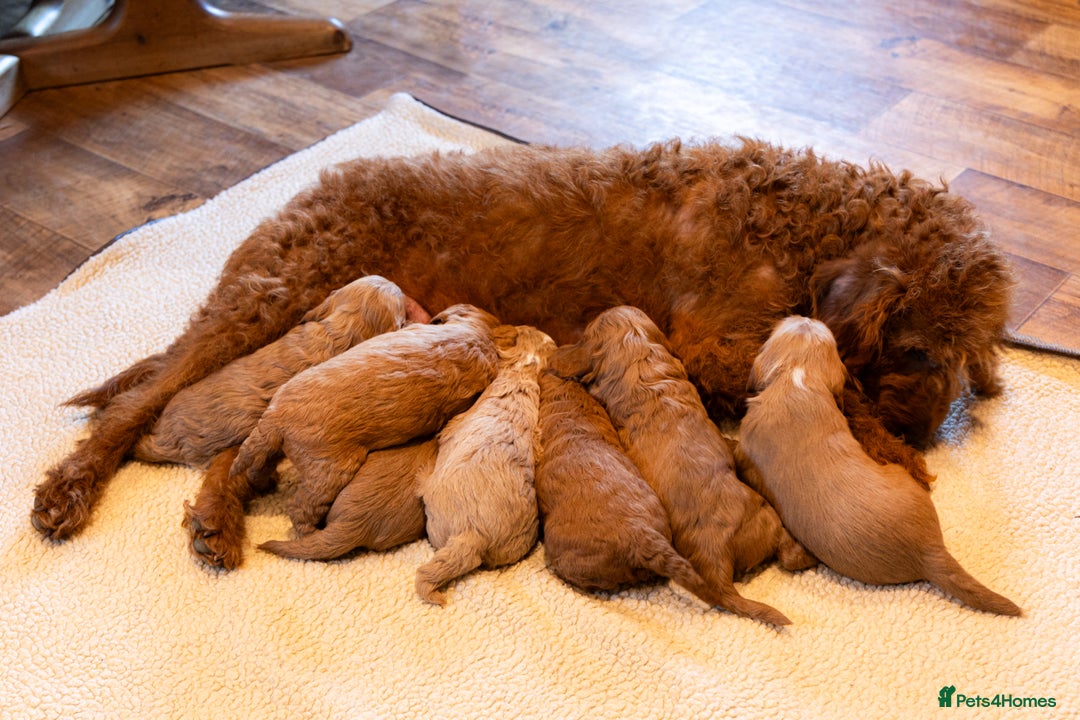 Mixed Breed dogs for sale: Beautiful litter of Australian labradoodles  - Advert 13