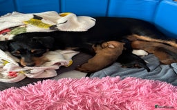 Mixed Breed dogs for sale: Jack Russel x Lucas Terrier Puppies - Image 1