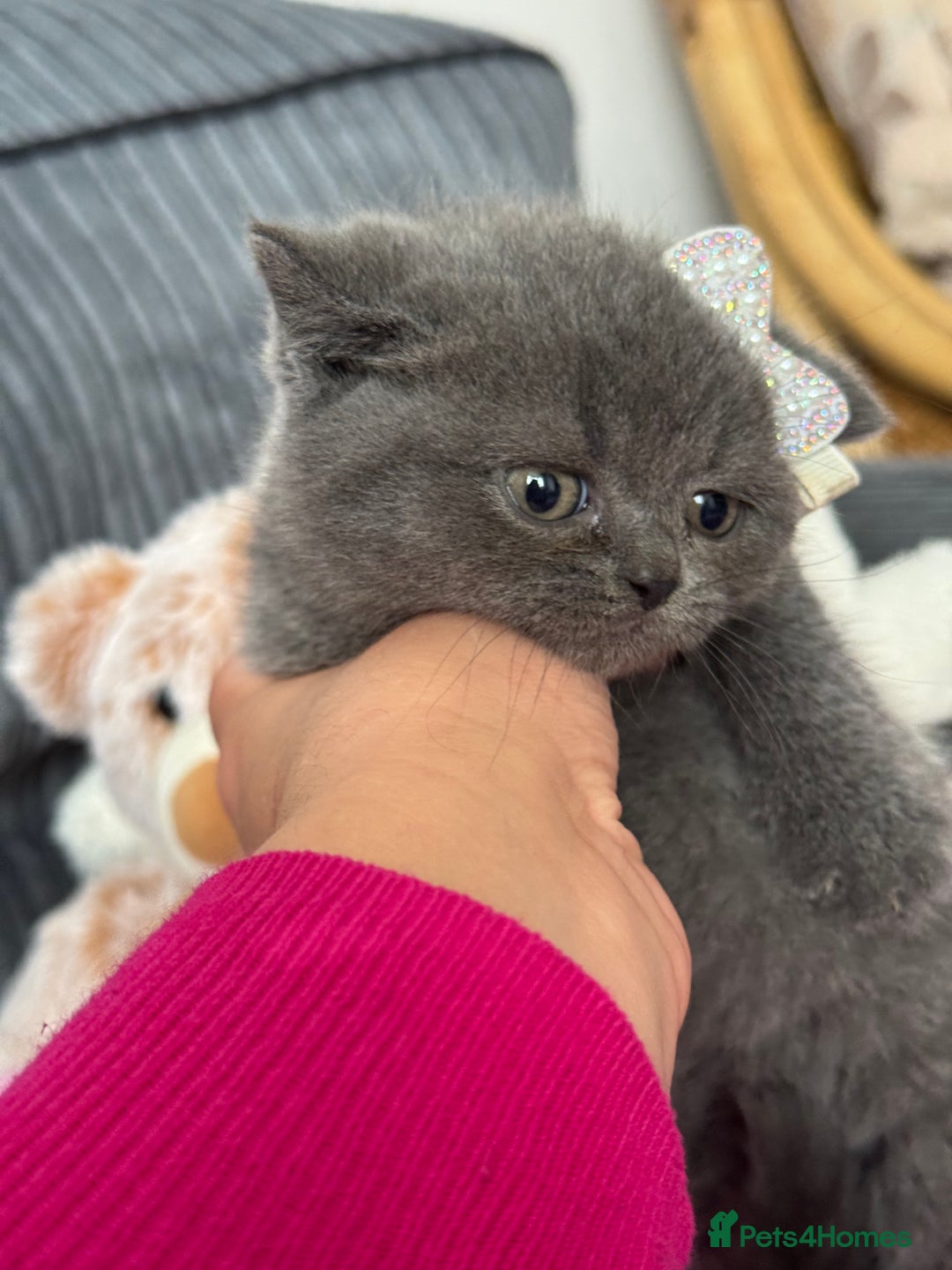British Shorthair cats for sale: Gorgeous Champions line British Shorthair - Image 12