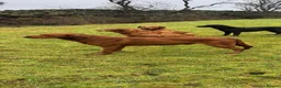 Labrador Retriever dogs for sale: Dark fox red Labrador puppies in Newcastle upon Tyne - Advert 5