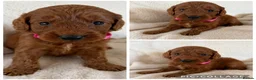 Cockapoo dogs for sale: Health Clear Cockapoo Puppies in Sunderland - Advert 10