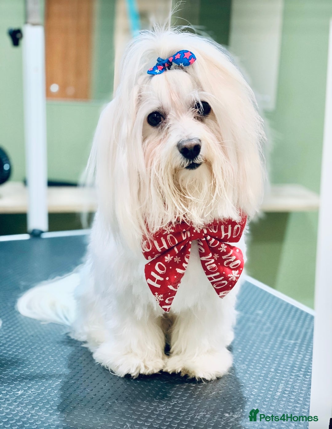 Maltese dogs for stud: 🐬 Beautiful Korean Maltese Stud 🐬 - Image 3