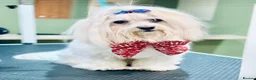 Maltese dogs for stud: 🐬 Beautiful Korean Maltese Stud 🐬 - Advert 3