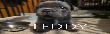 Teddy