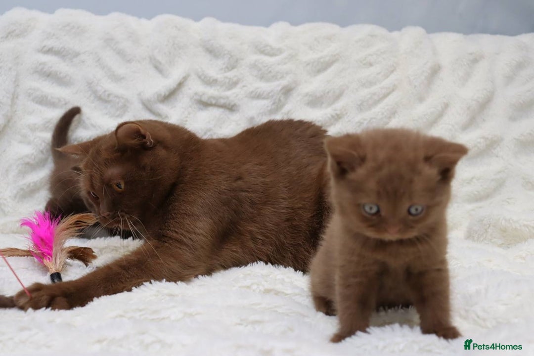 British Shorthair cats for sale: Stunning BHS Champions blood lines kittens  - Advert 30