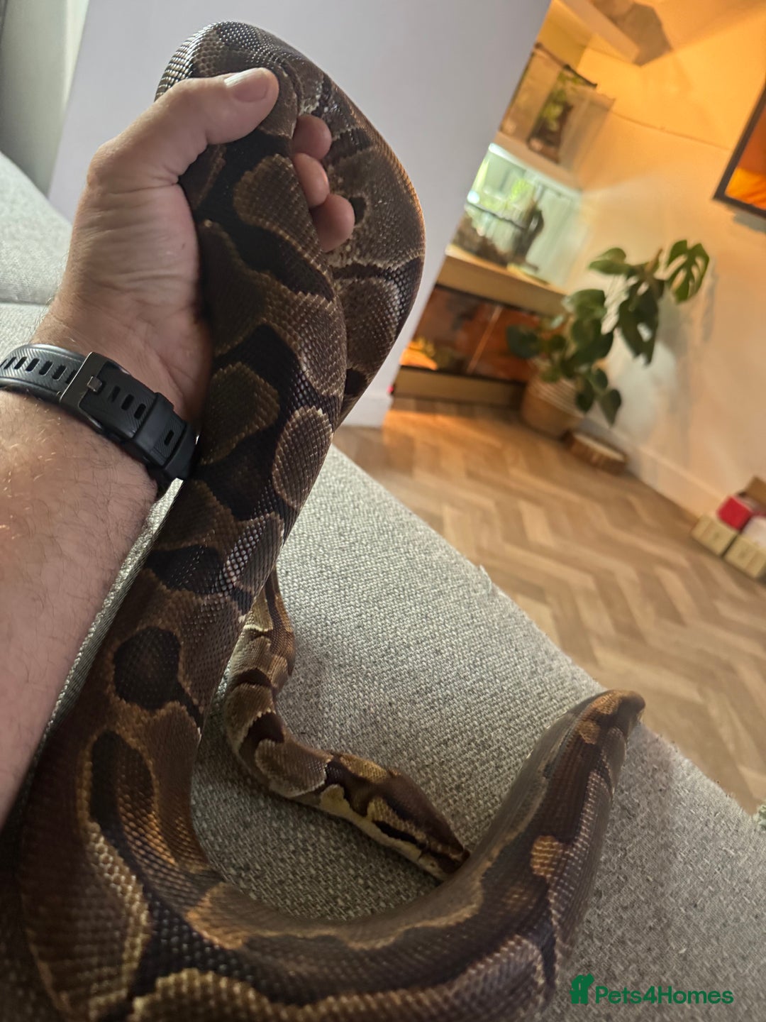 Snake reptiles for sale: 4ft tank and snake  - Advert 3