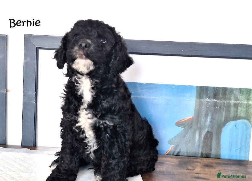 Cockapoo dogs for sale: Three beautiful cockapoo boys - Advert 2