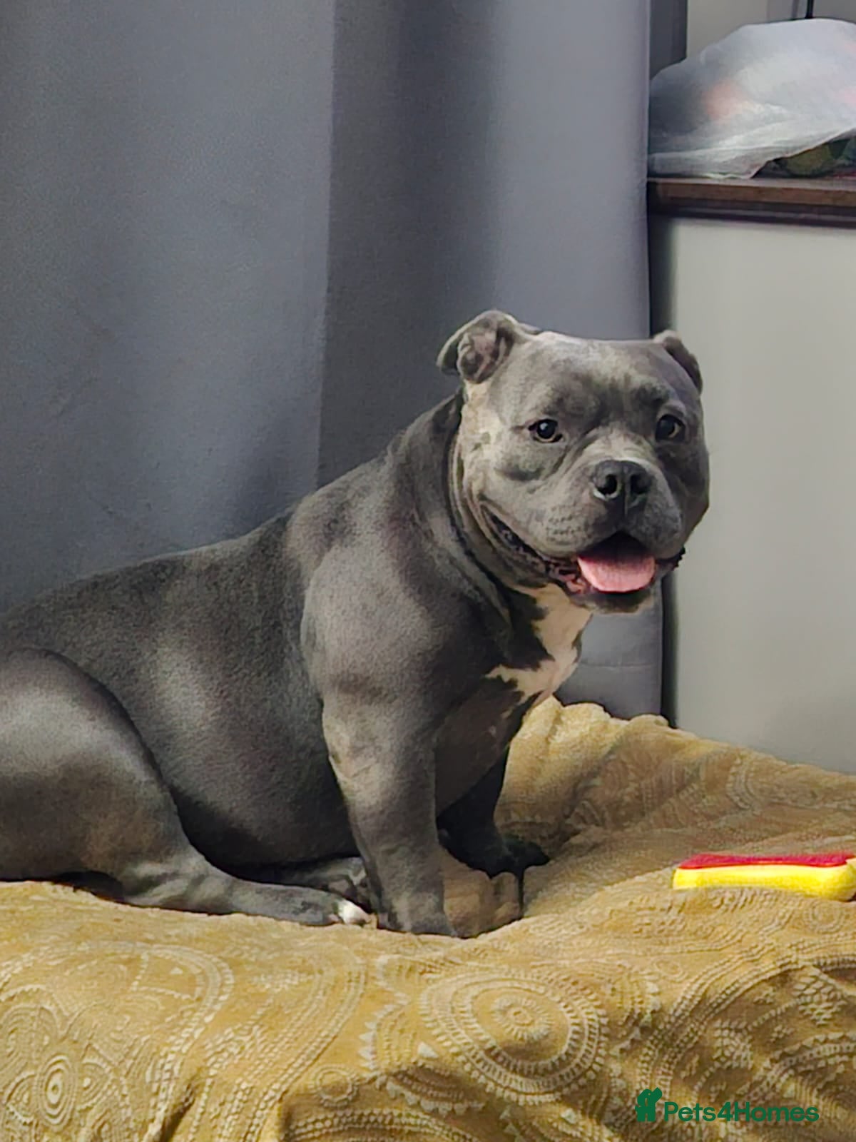 American Bully dogs  4 Yr old American pocket bully - Advert 2