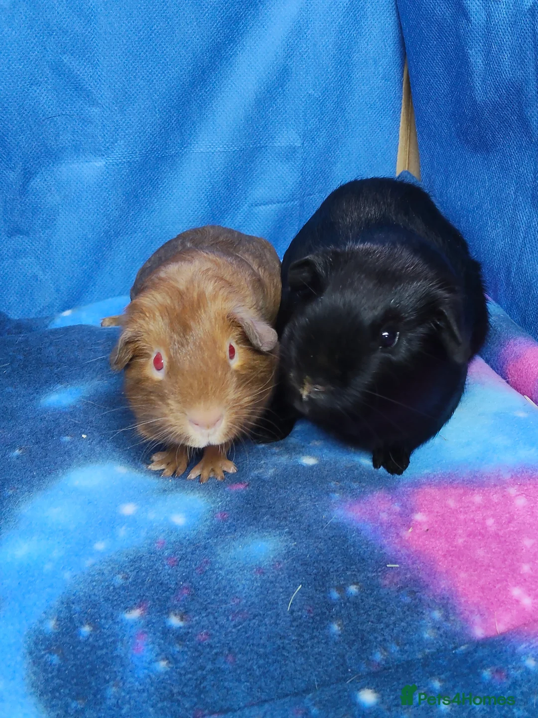 Guinea Pig rodents for sale: Guinea pigs  - Advert 2