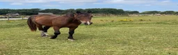 Welsh Section D horses for sale: 2yr Old Welsh Cob Gelding  - Advert 4