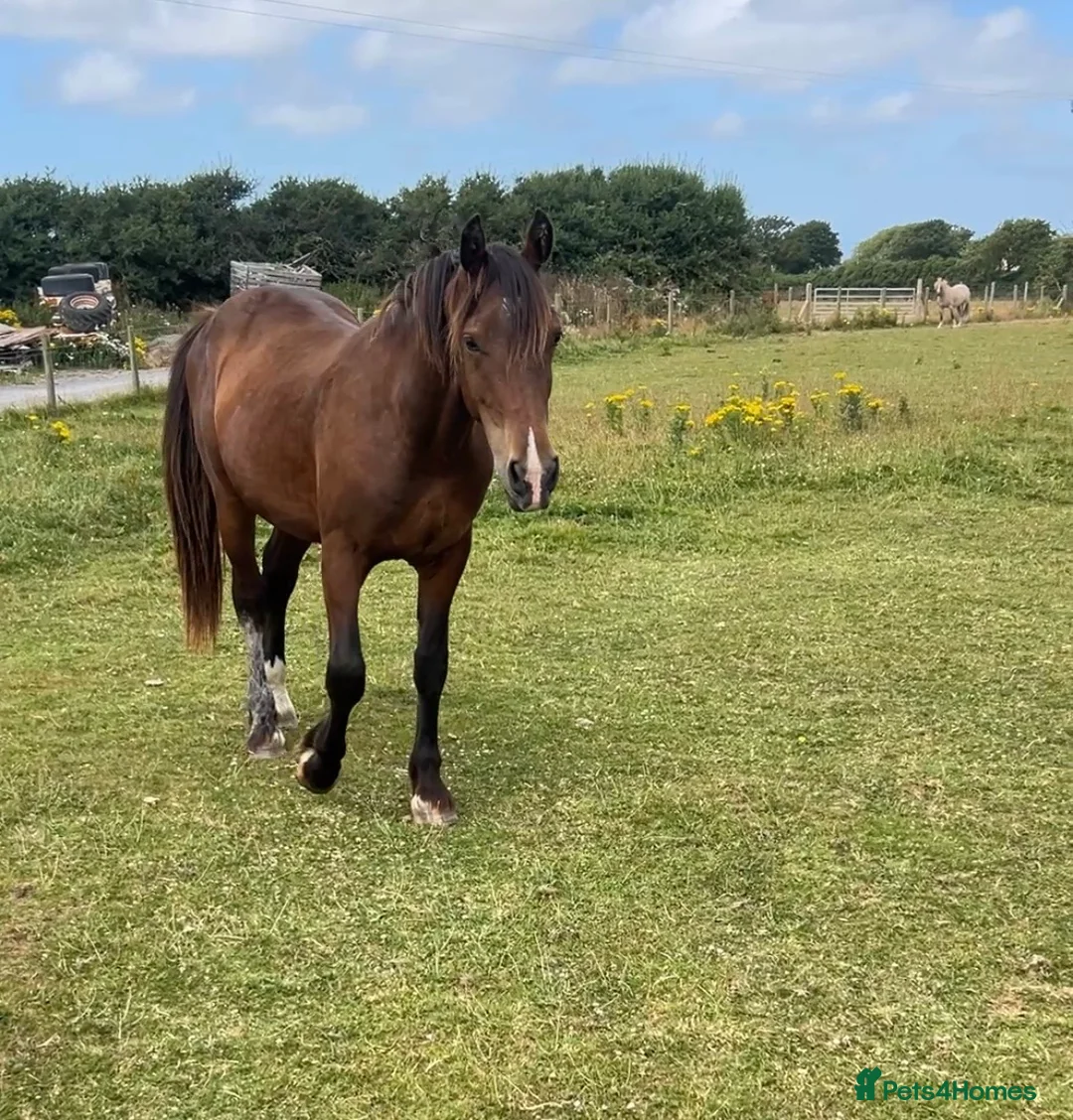 Welsh Section D horses for sale: 2yr Old Welsh Cob Gelding  - Advert 4