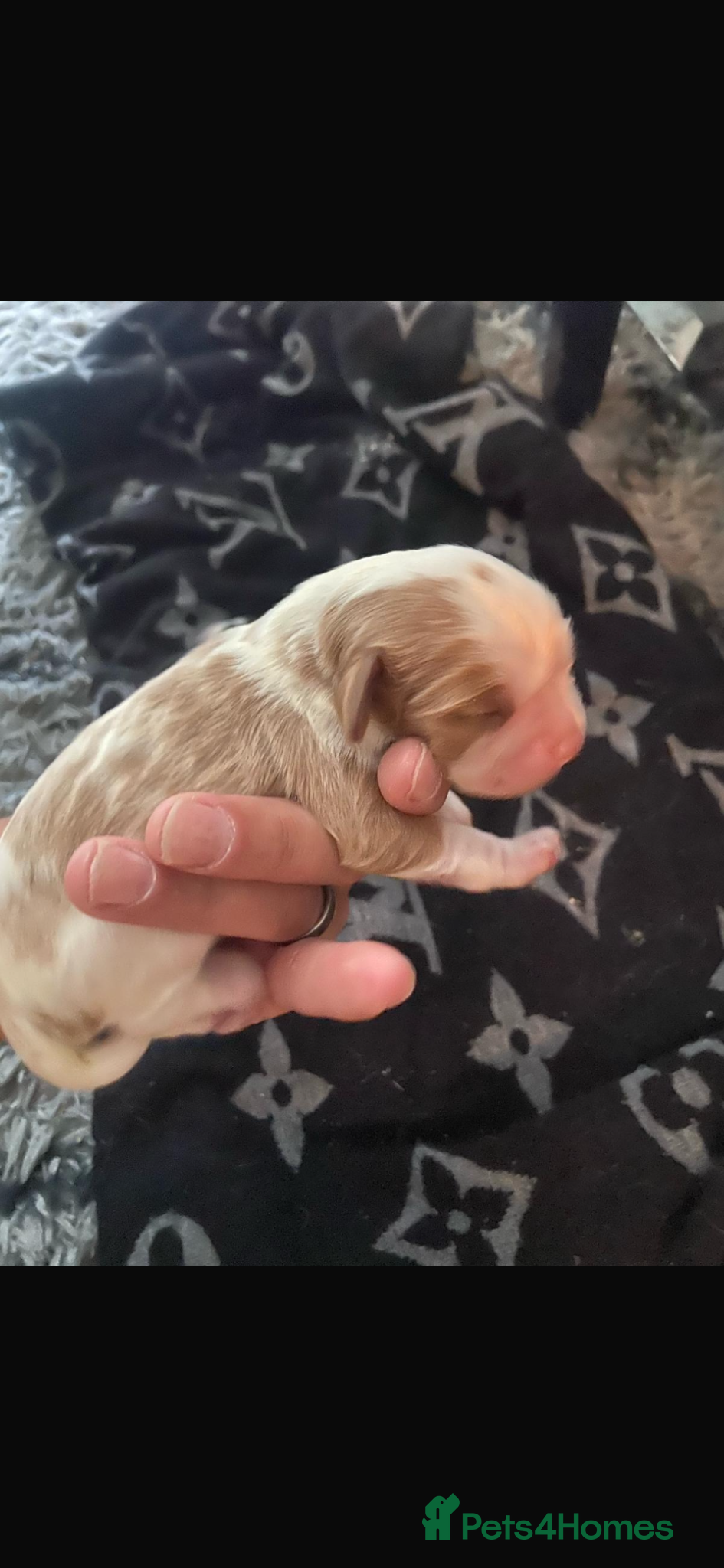 Cavalier King Charles Spaniel dogs for sale: Beautiful Cavalier King Charles Spaniel Puppies - Advert 5