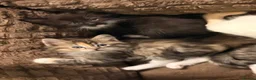 Ragdoll cats for sale: 3/4 Ragdoll Kittens - all long haired beauties  - Advert 21