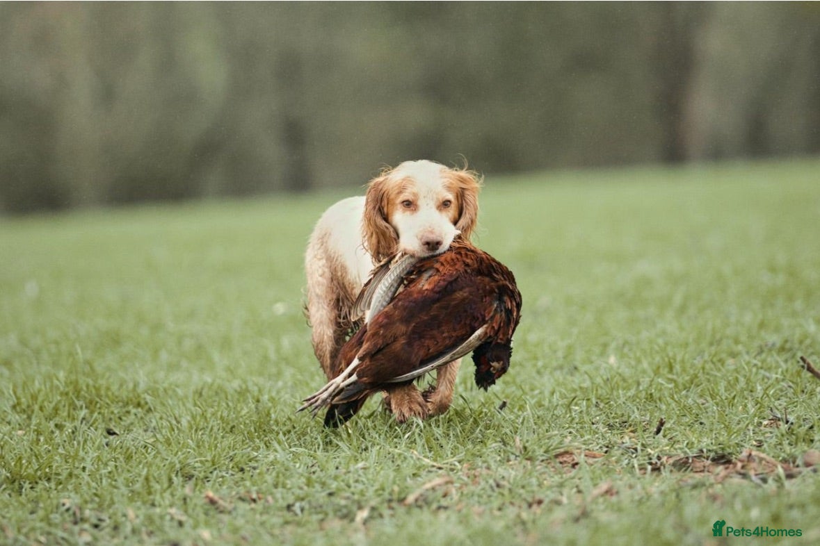 Sprocker dogs Gorgeous golden working sprokers - Advert 1