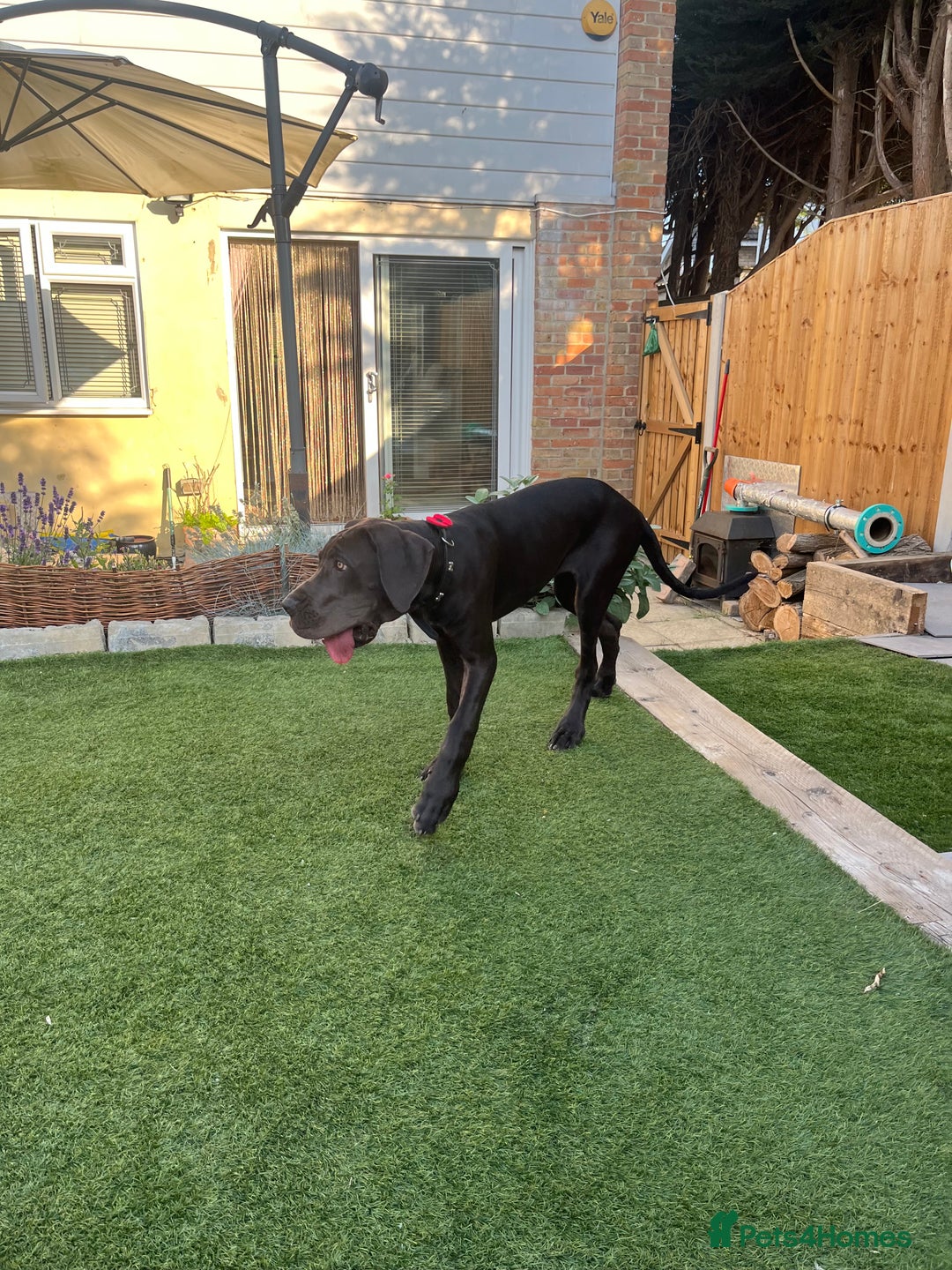 Great Dane dogs for sale: 5 month Great Dane puppy - Image 4