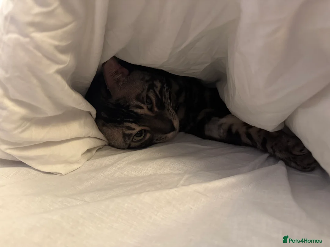 Bengal cats for sale: 2.5 year old charcoal Bengal Boy - Advert 7