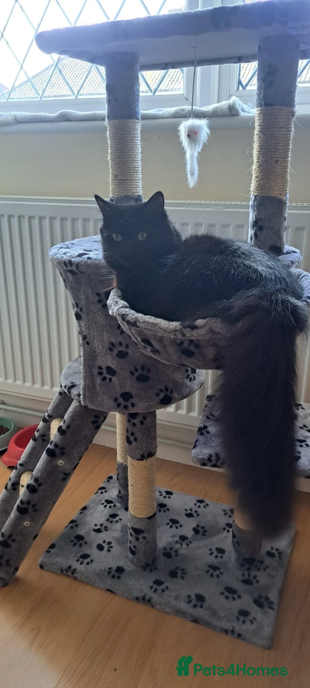 Siberian cats for sale: 7 hypoallergenic Siberian kittens  in London - Advert 25