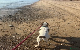 English Springer Spaniel dogs for sale: Willow  - Image 2