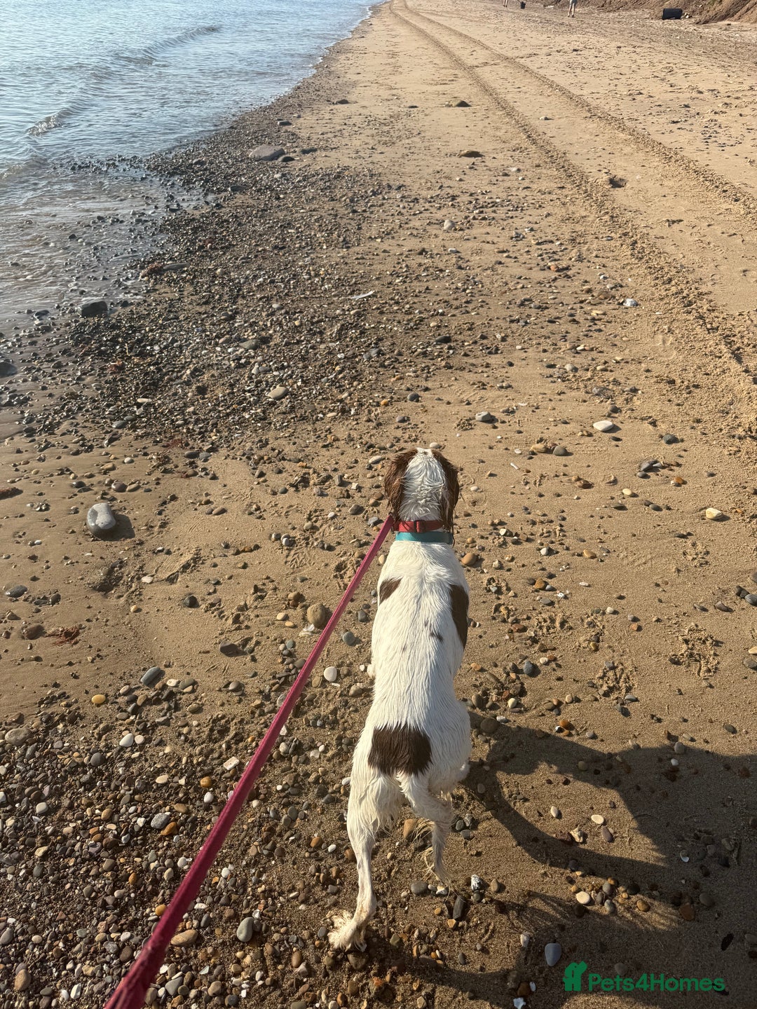 English Springer Spaniel dogs for sale: Willow  - Image 2