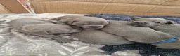 Staffordshire Bull Terrier dogs for sale: Blue Staffordshire bull terrier puppies - Advert 5