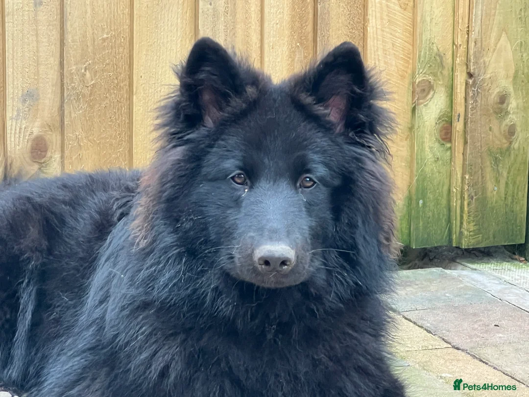 Samoyed dogs for stud: Samoyed x Available at Stud  - Advert 4