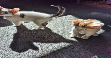 Mixed Breed cats - Advert 13