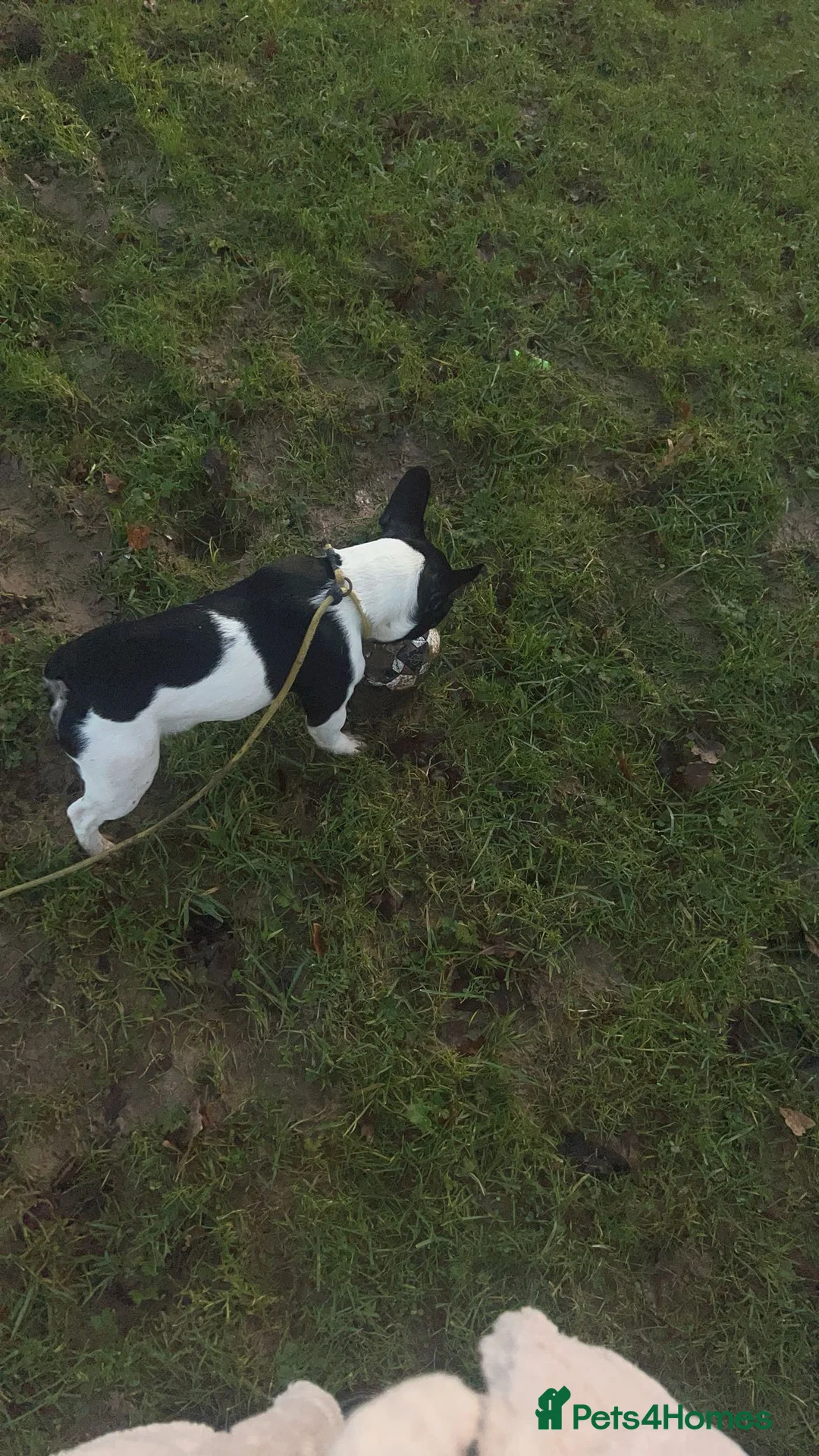 French Bulldog dogs for sale: Beautiful frenchy  in Mayfield - Advert 2