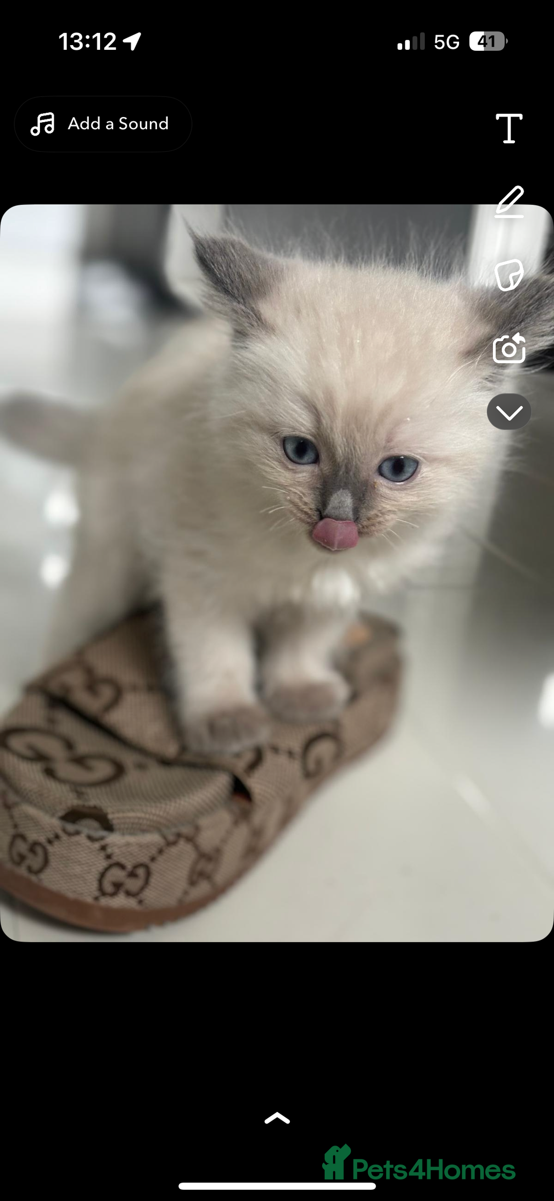 Ragdoll cats for sale: Ragdoll kittens - Image 2