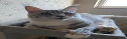 Maine Coon cats for sale: Lumihuitale, adult female silver in Llandysul - Advert 3