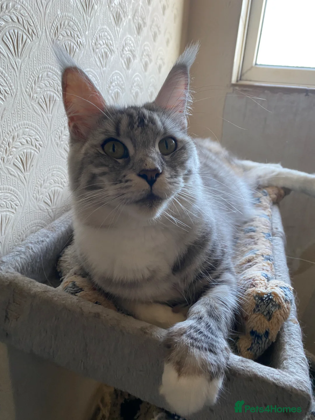 Maine Coon cats for sale: Lumihuitale, adult female silver in Llandysul - Advert 3