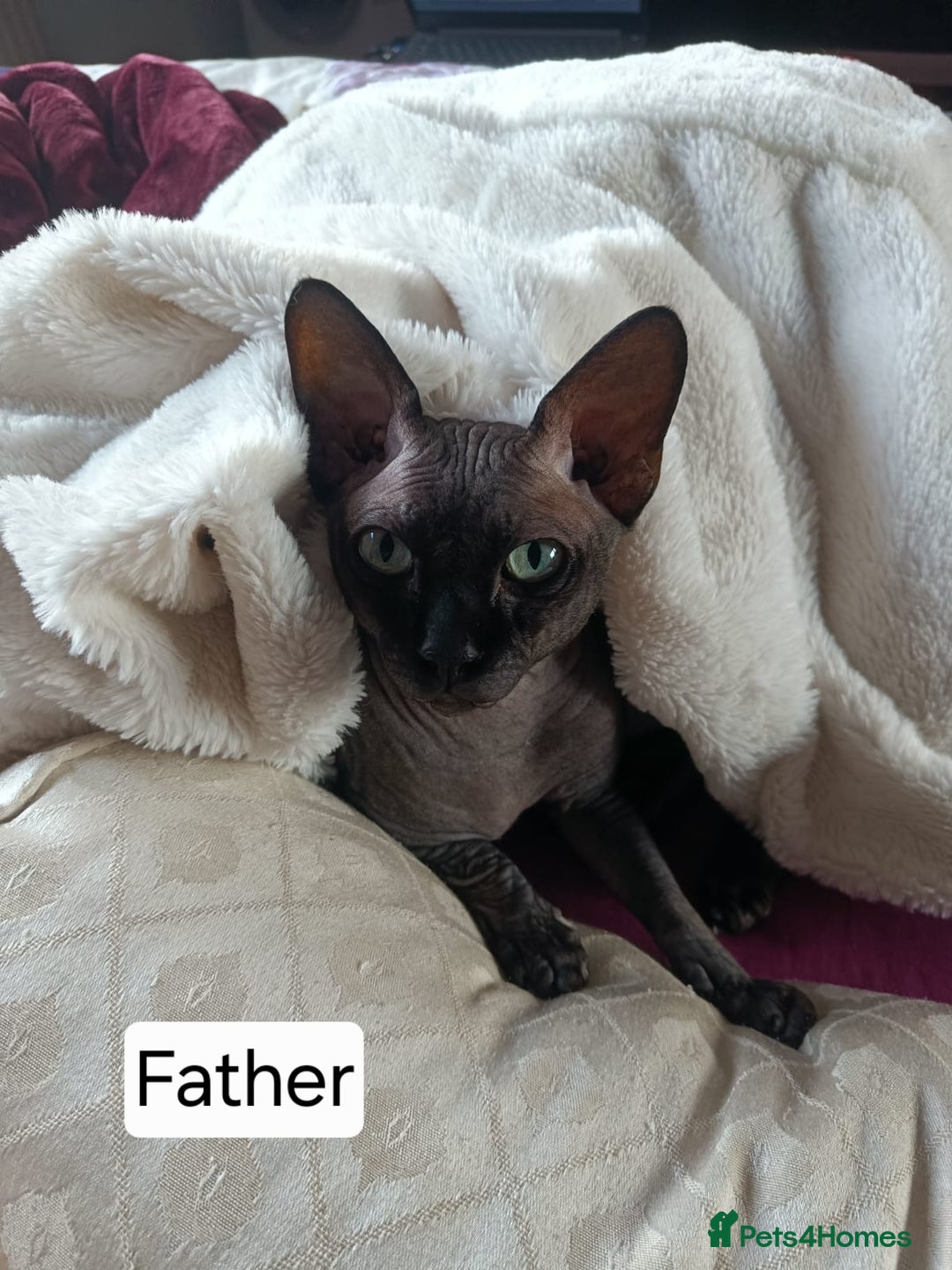 Sphynx cats for sale: Quality canadian sphynx kittens HCM Tica - Image 11