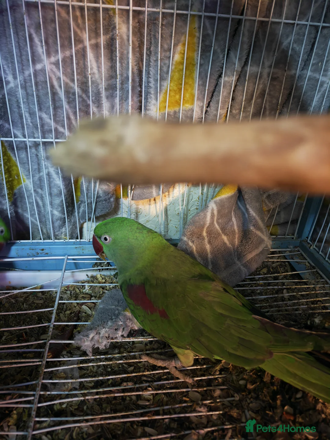 Parakeets birds for sale: Alexandrine parrot breading pair - Advert 2