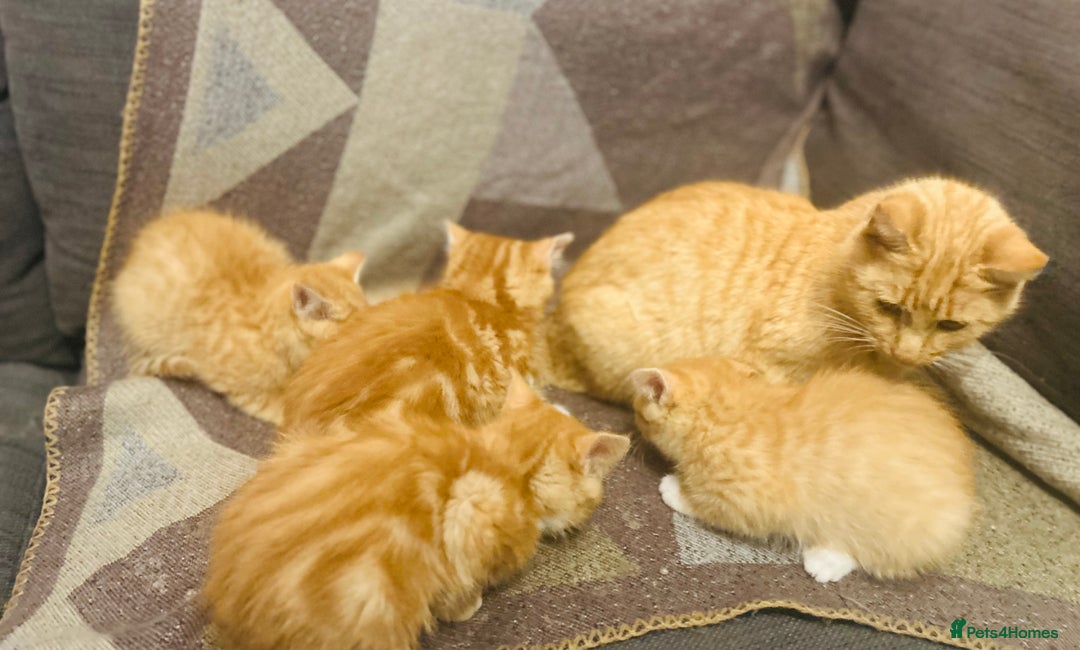 Domestic Shorthair cats for sale: *Ginger Bundles of Joy! 🐱❤️* - Image 2