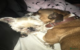 Staffordshire Bull Terrier dogs for stud: Proven Staffordshire Bull Terrier for Stud  - Image 13