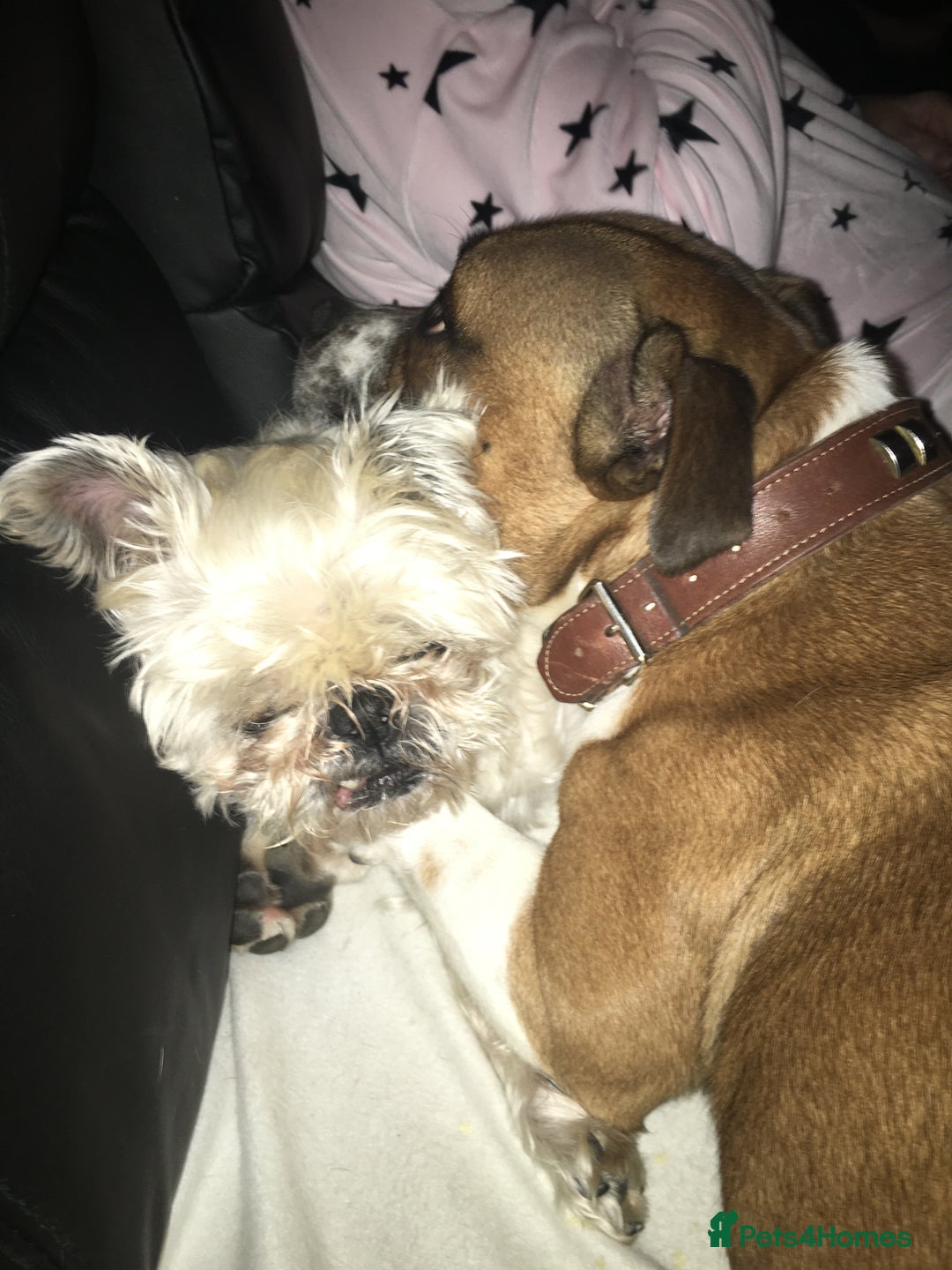 Staffordshire Bull Terrier dogs for stud: Proven Staffordshire Bull Terrier for Stud  - Image 13