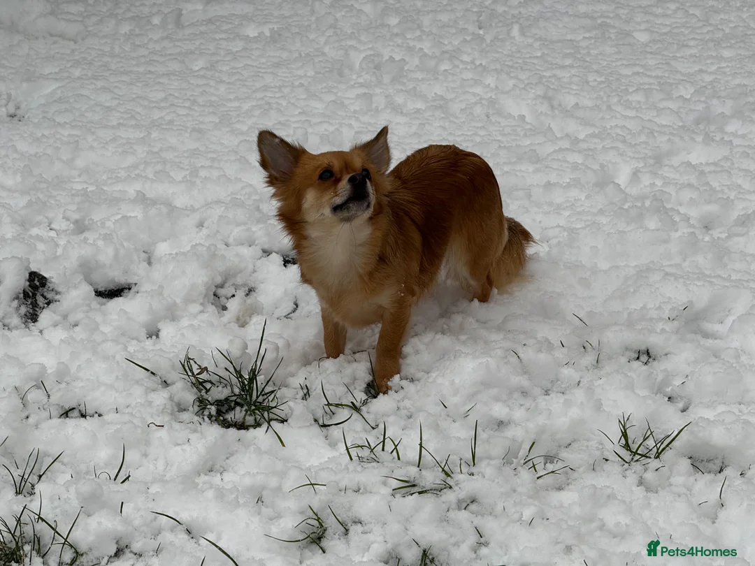 Chihuahua dogs for sale: Red fawn long haired girl - Advert 5