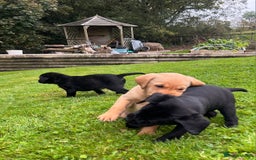 Labrador Retriever dogs for sale: Quality Litter of Labrador pups  - Image 6