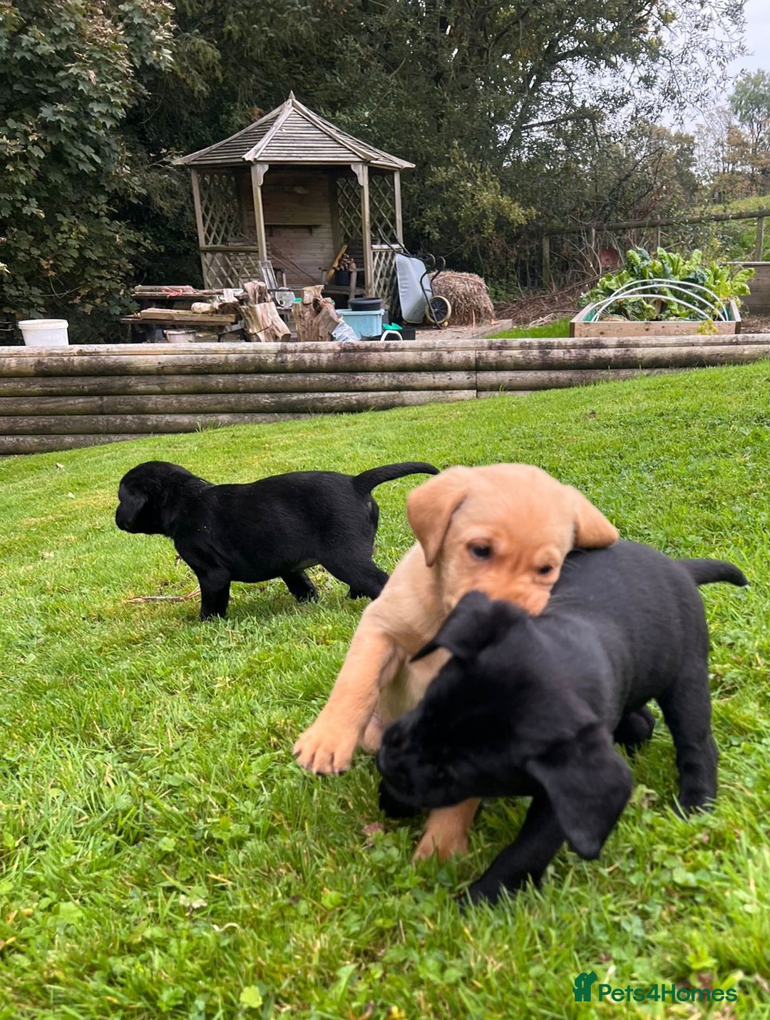 Labrador Retriever dogs for sale: Quality Litter of Labrador pups  - Image 6