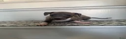 Italian Greyhound dogs for sale: Kc registered Italian greyhound pups  - Advert 12