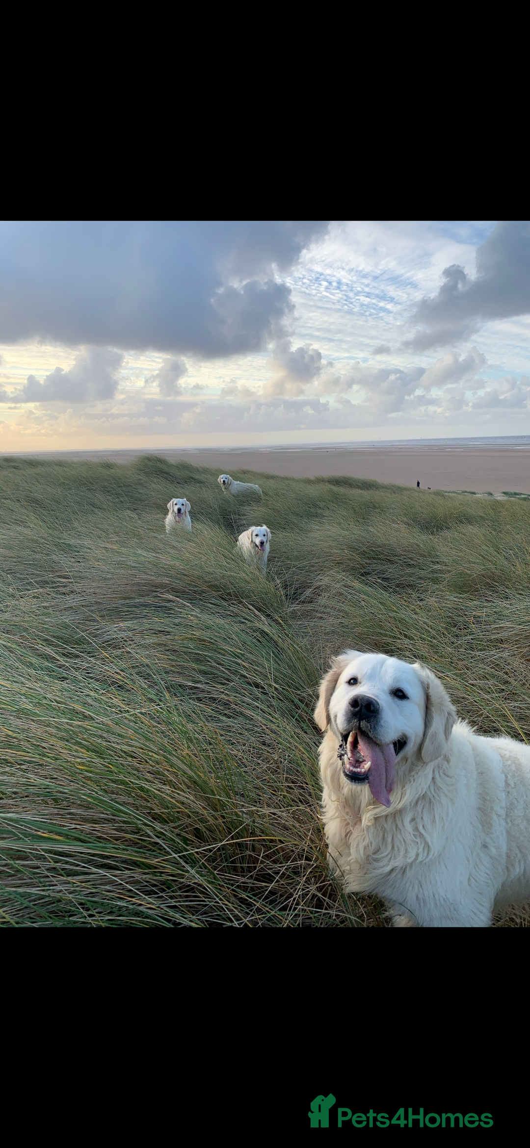 Golden Retriever dogs for sale: Health Tested Parents cream Golden Retriever Puppy - Advert 9