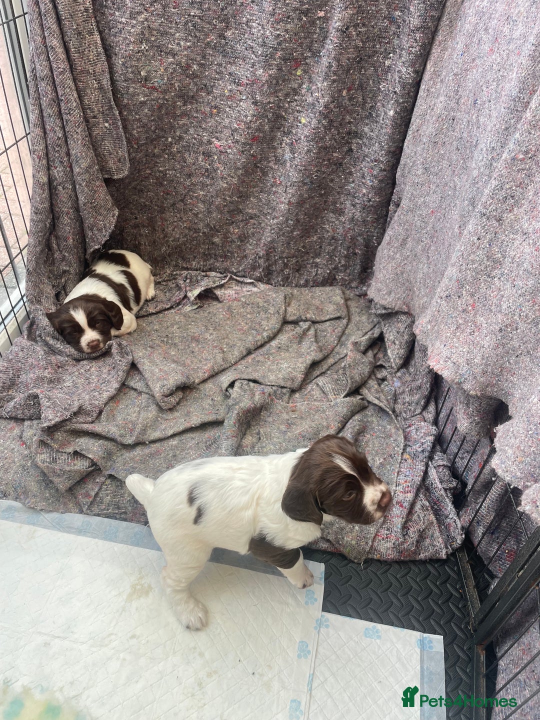 English Springer Spaniel dogs for sale: English springer spaniel kc registered  - Image 4