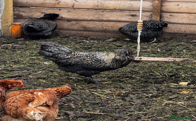 Chickens poultry - Advert 1