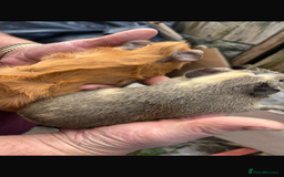 Guinea Pig rodents for sale: Male baby Guineapigs  - Image 2